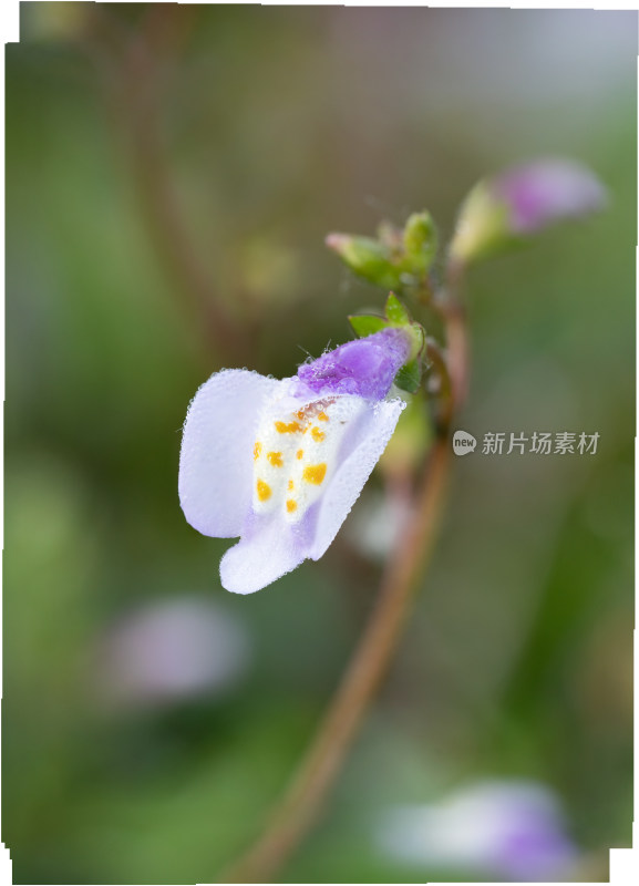 春天野外的通泉草开花