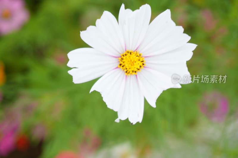 盛开的波斯菊百日草非洲菊格桑花