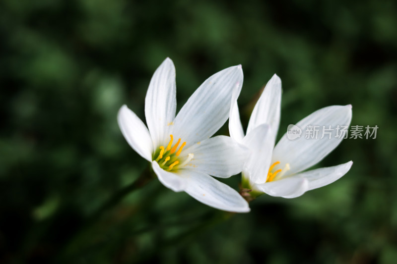 白色水仙花特写