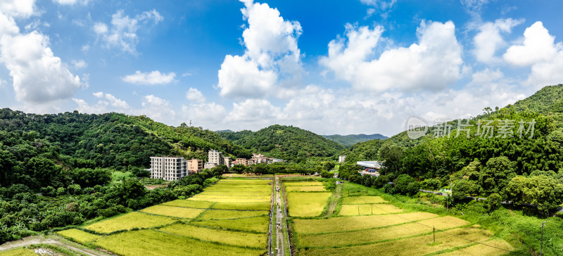 中国广东省广州市白云区太和镇白山村稻田