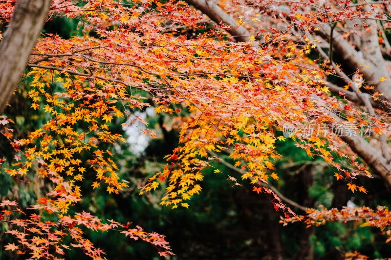 青岛崂山秋天红枫叶