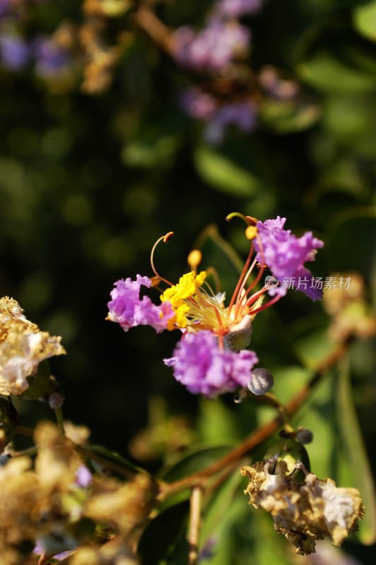 阳光下的花卉特写