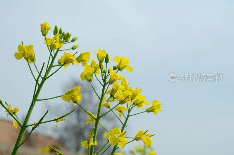 春天的油菜花盛开