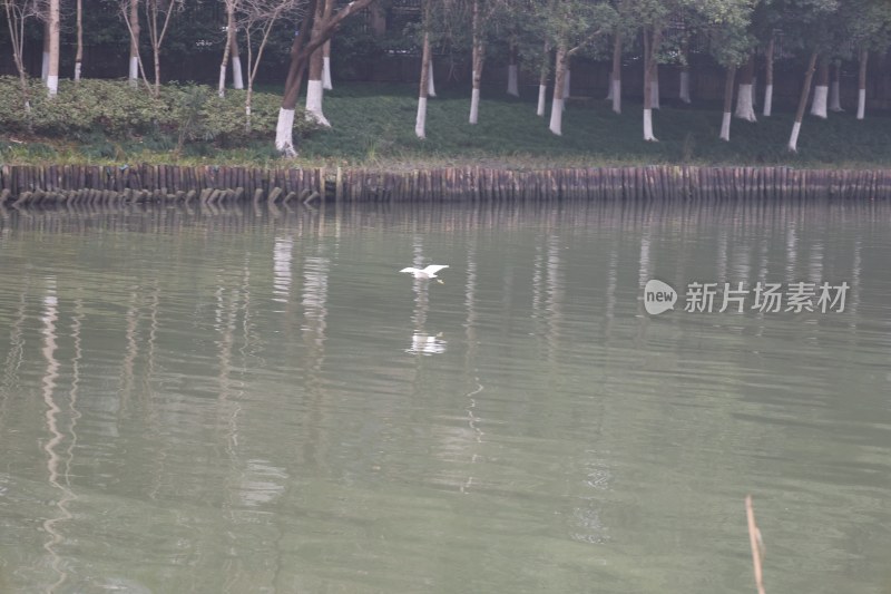 河畔飞鸟与岸边树林景观