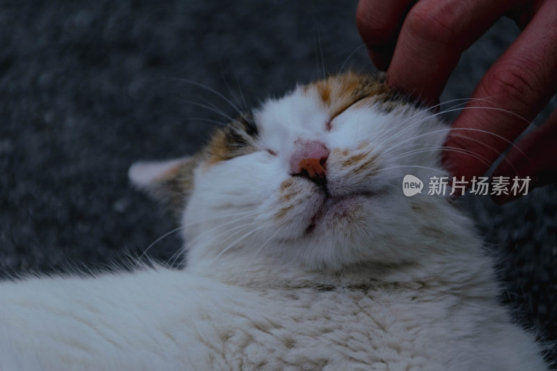 可爱的猫咪