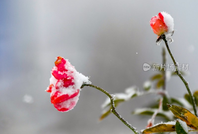 重庆酉阳：雪中月季花