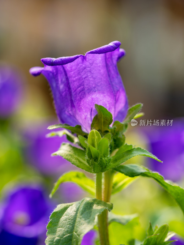 风铃草花朵特写