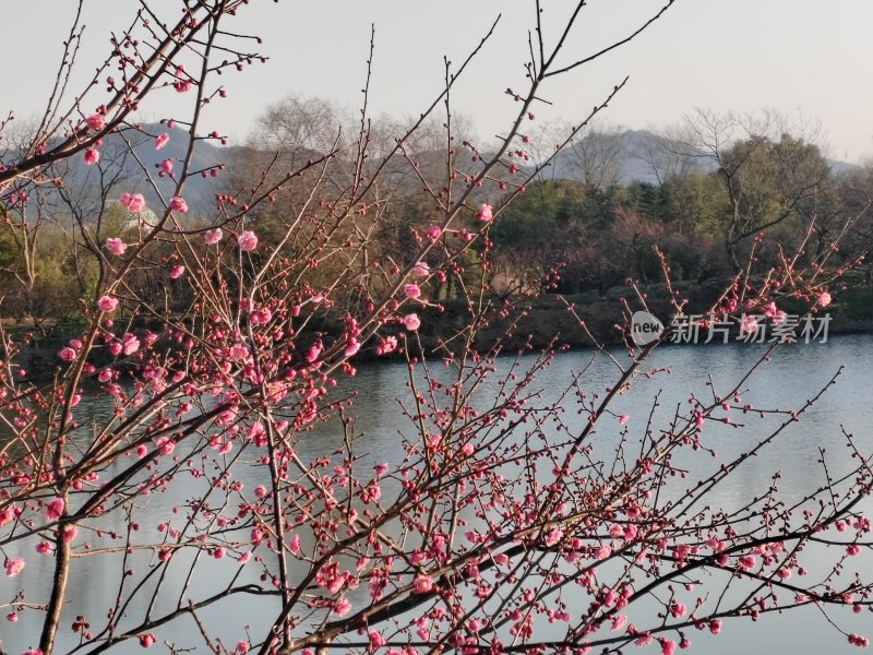 水边盛开的梅花枝桠景象