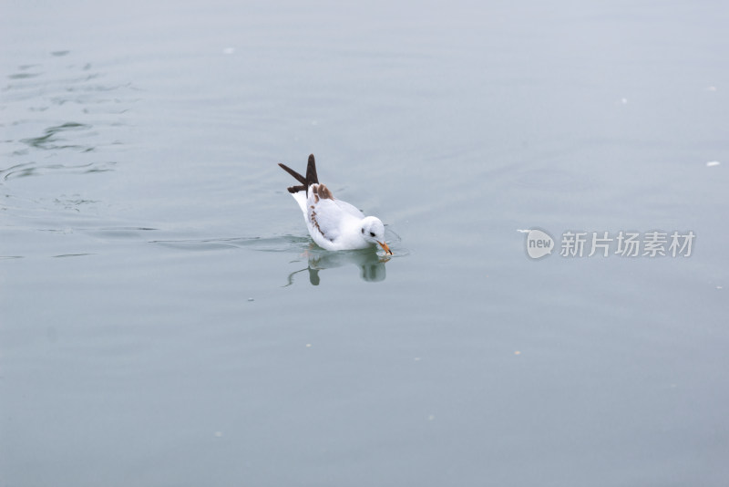 江面上的红嘴鸥