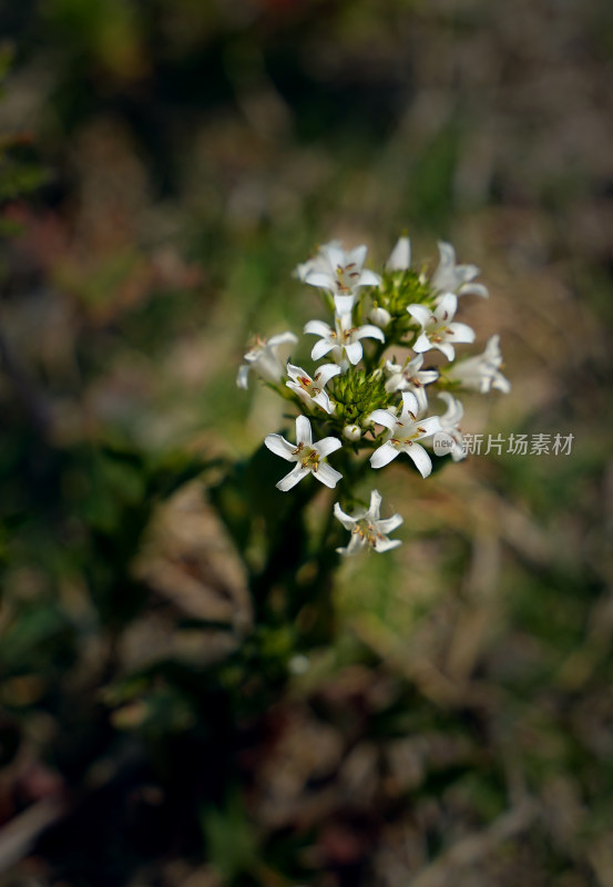 珍珠菜花草植物素材