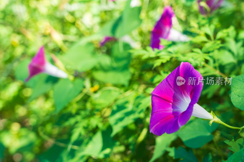 喇叭花牵牛花