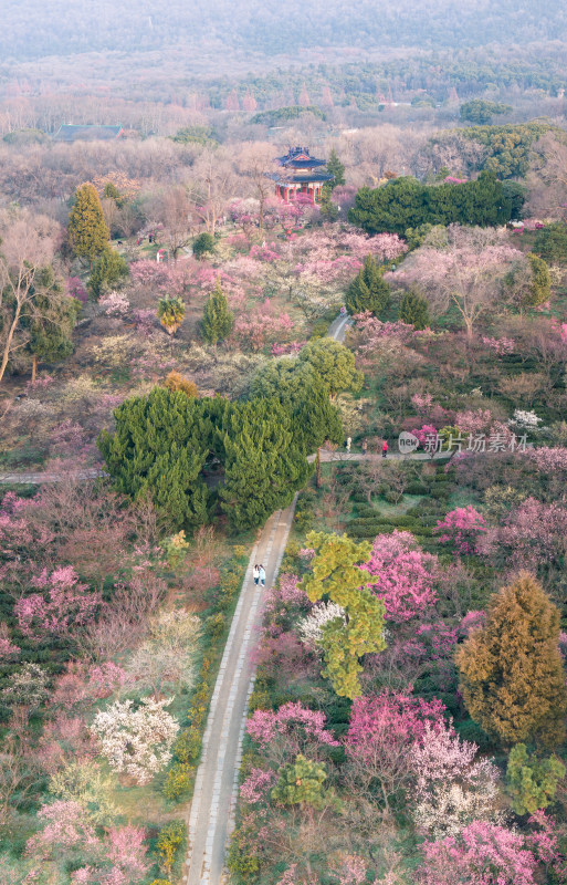 俯瞰繁花盛开的园林景观