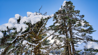 四川甘孜海螺沟冬季森林植被的雪景