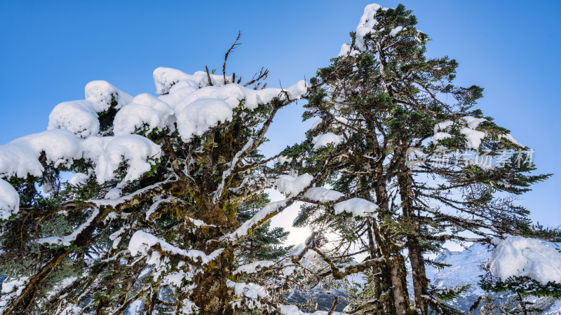 四川甘孜海螺沟冬季森林植被的雪景