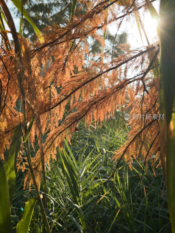 阳光下的橙红色植物枝叶