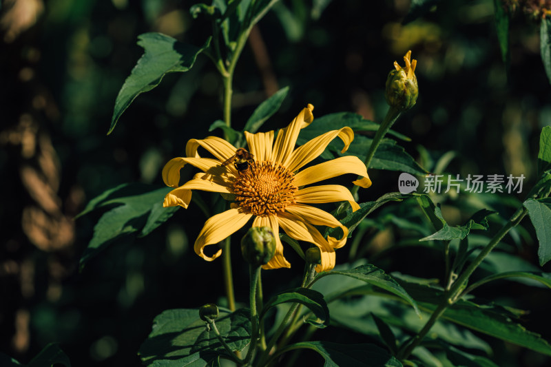 阳光下的肿柄菊