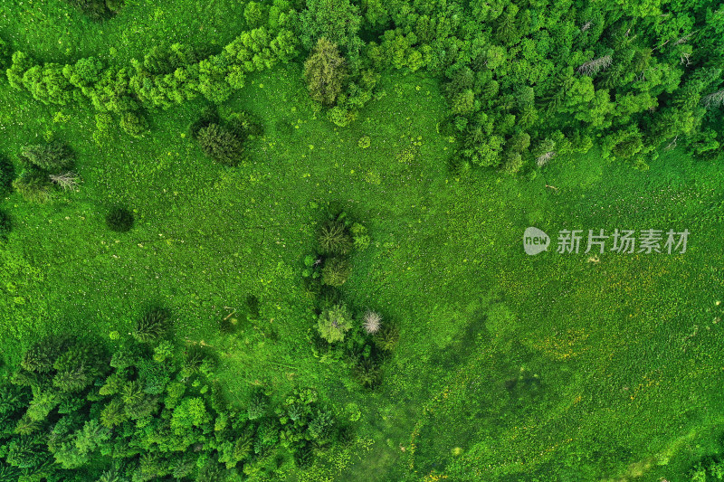 长白山高山花园风光