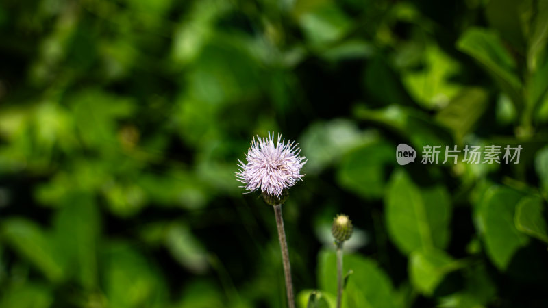 肋果蓟花