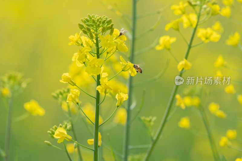 春天油菜花和蜜蜂