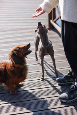 意大利小灵缇犬和长毛腊肠犬