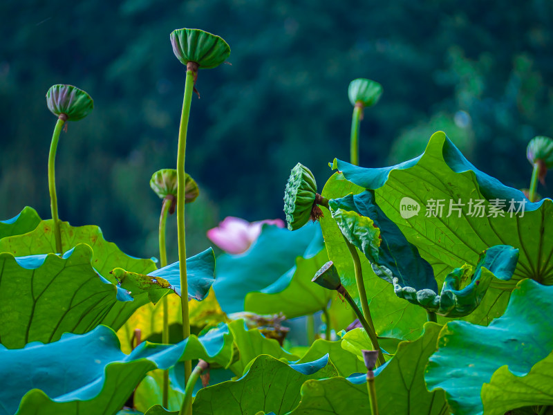 池塘里的荷花