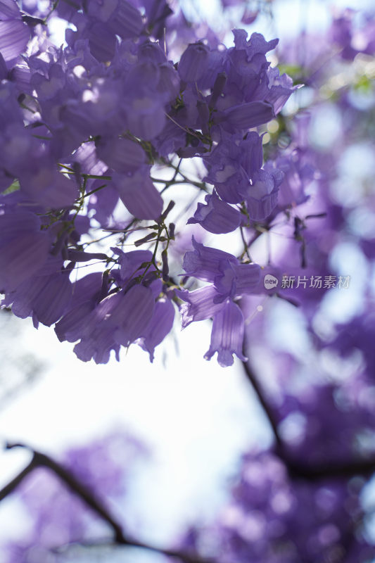 昆明蓝花楹盛开