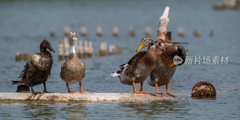 绿头鸭（Anas platyrhynchos）