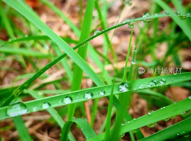 草叶上的水晶：清晨的露珠之舞