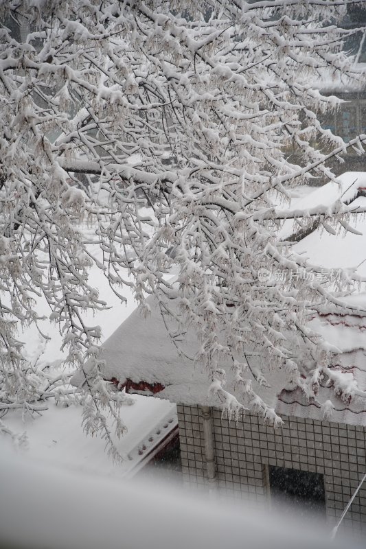 暴雪天银装素裹的树