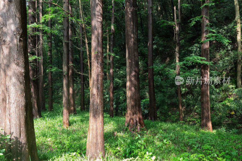 杉树林阳光树叶与树干-杭州植物园