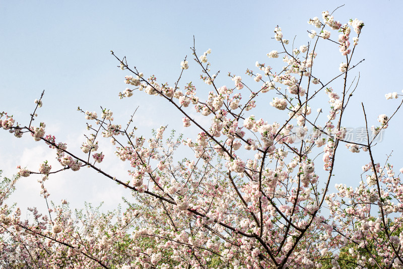 春天顾村公园的樱花