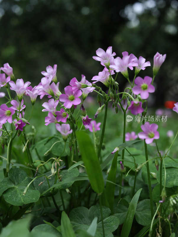 春天绿色的草地和盛开的紫色鲜花的风景