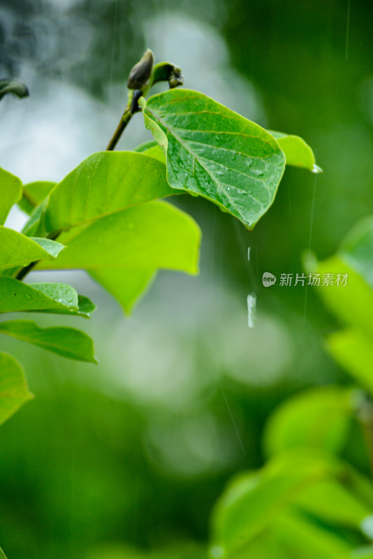 雨天下的绿叶