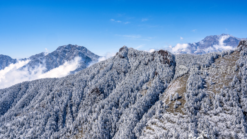 冬季成都西岭雪山的植被植物