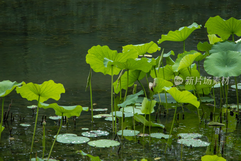 夏日荷塘，宁静莲池夏日风光