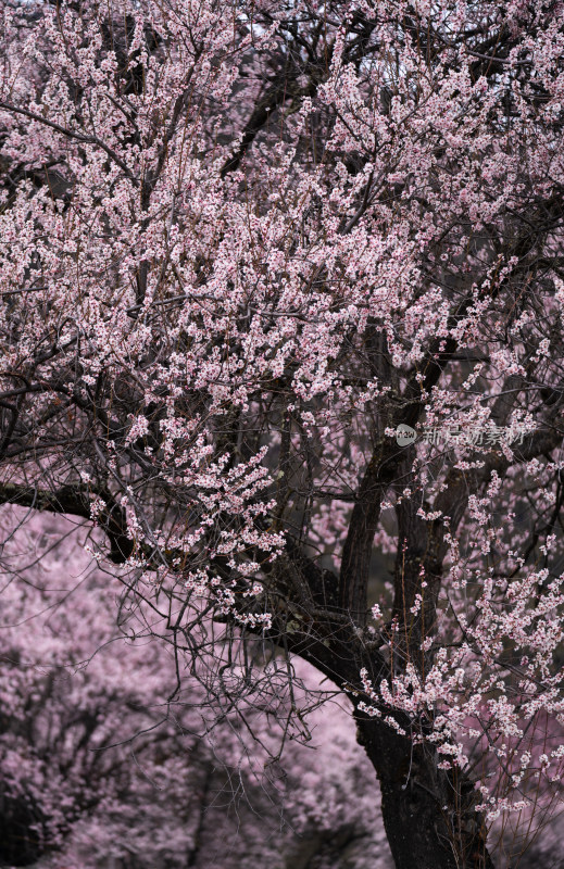 春天西藏林芝索松村的桃花