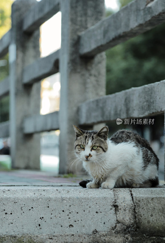 城市里的猫