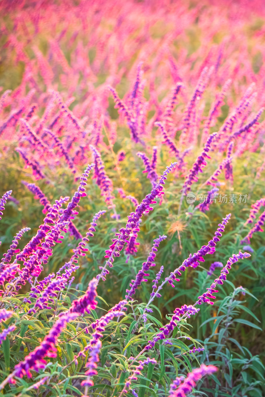 阳光下的紫色鼠尾草花海