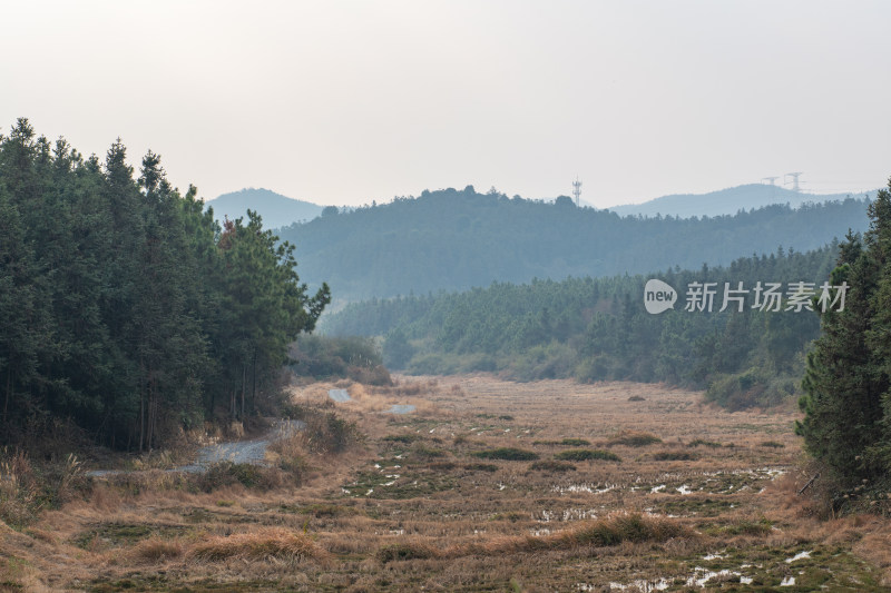 林间土路全景图