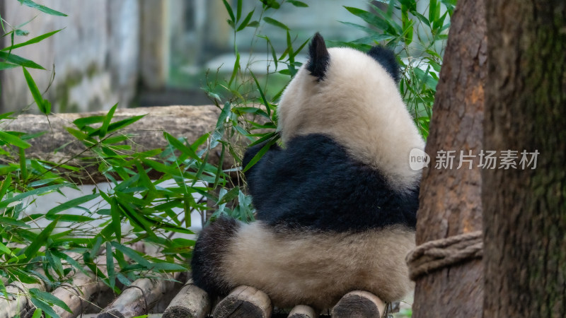 爬树的大熊猫