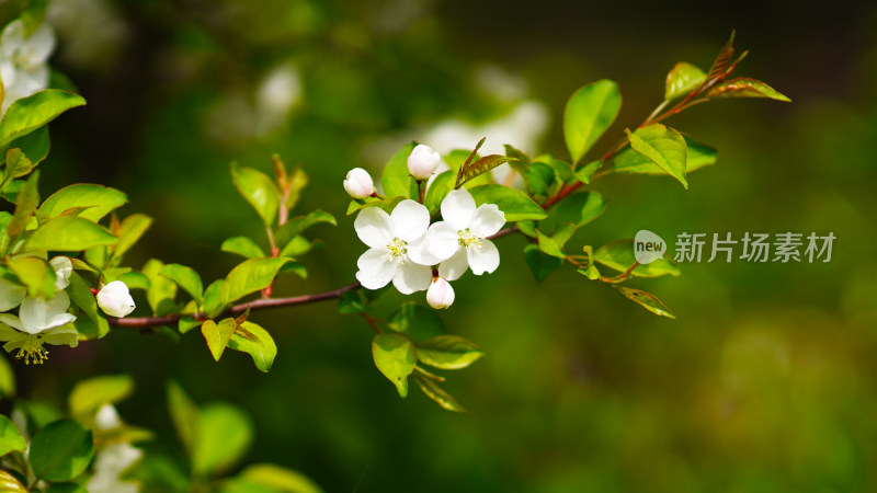 春季赏花季