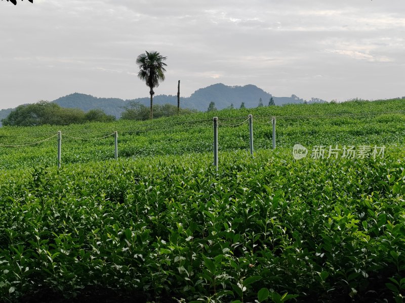 户外大片绿色植物茶园景象