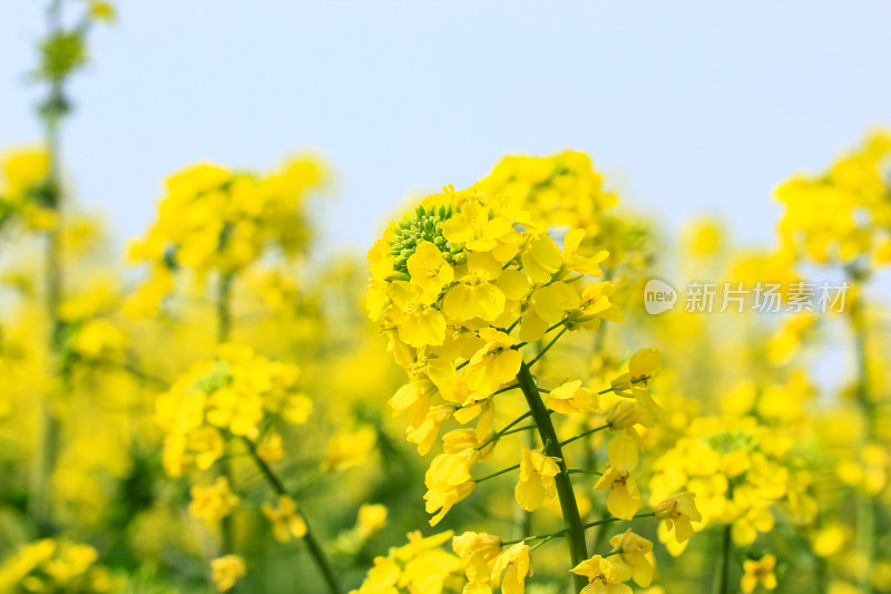 金灿灿的油菜花特写