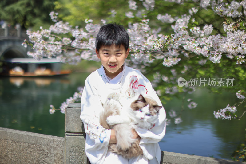 穿着汉服的小男孩和宠物布偶猫 赏花 樱花