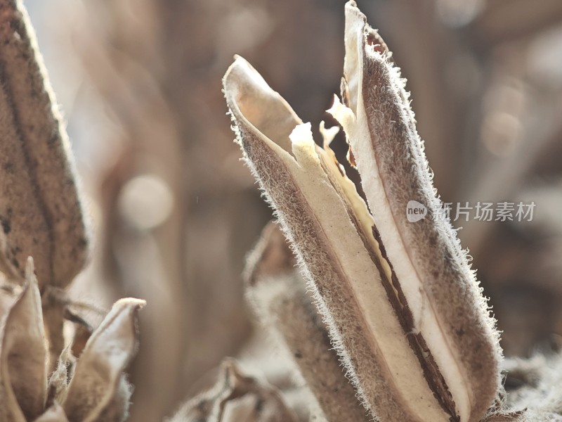 枯萎植物特写尽显秋日萧瑟之态