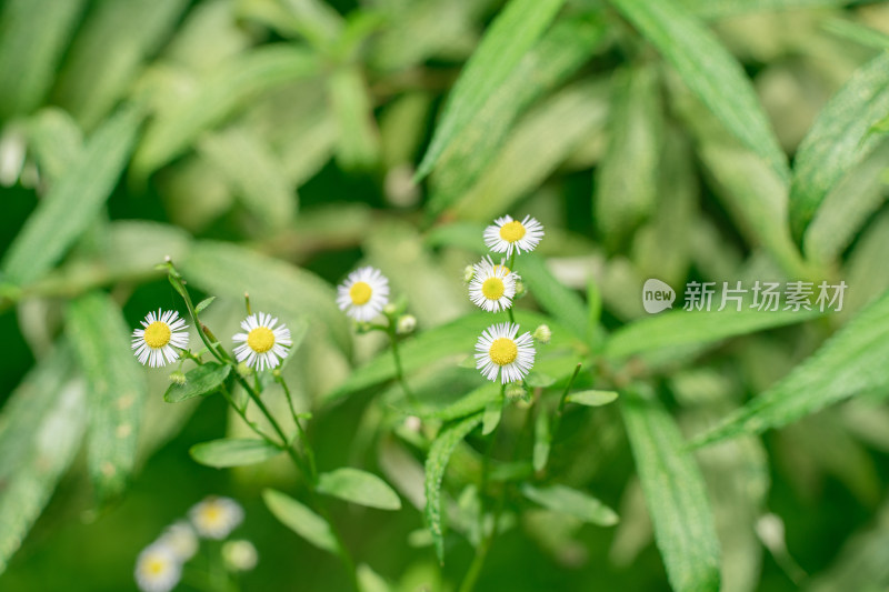 白色开花植物一年蓬