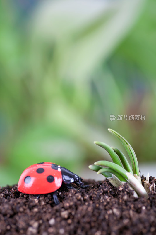 惊蛰时的七星瓢虫