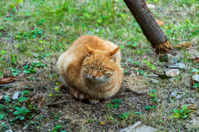 橘猫在户外草地闭眼休憩的场景