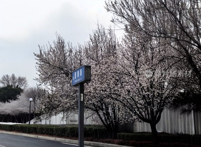 城市道路街边樱花