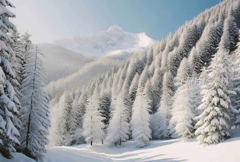 冬季森林白雪覆盖风景